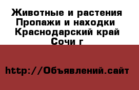 Животные и растения Пропажи и находки. Краснодарский край,Сочи г.